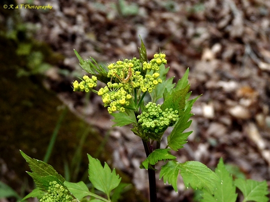 {Thaspium barbinode}